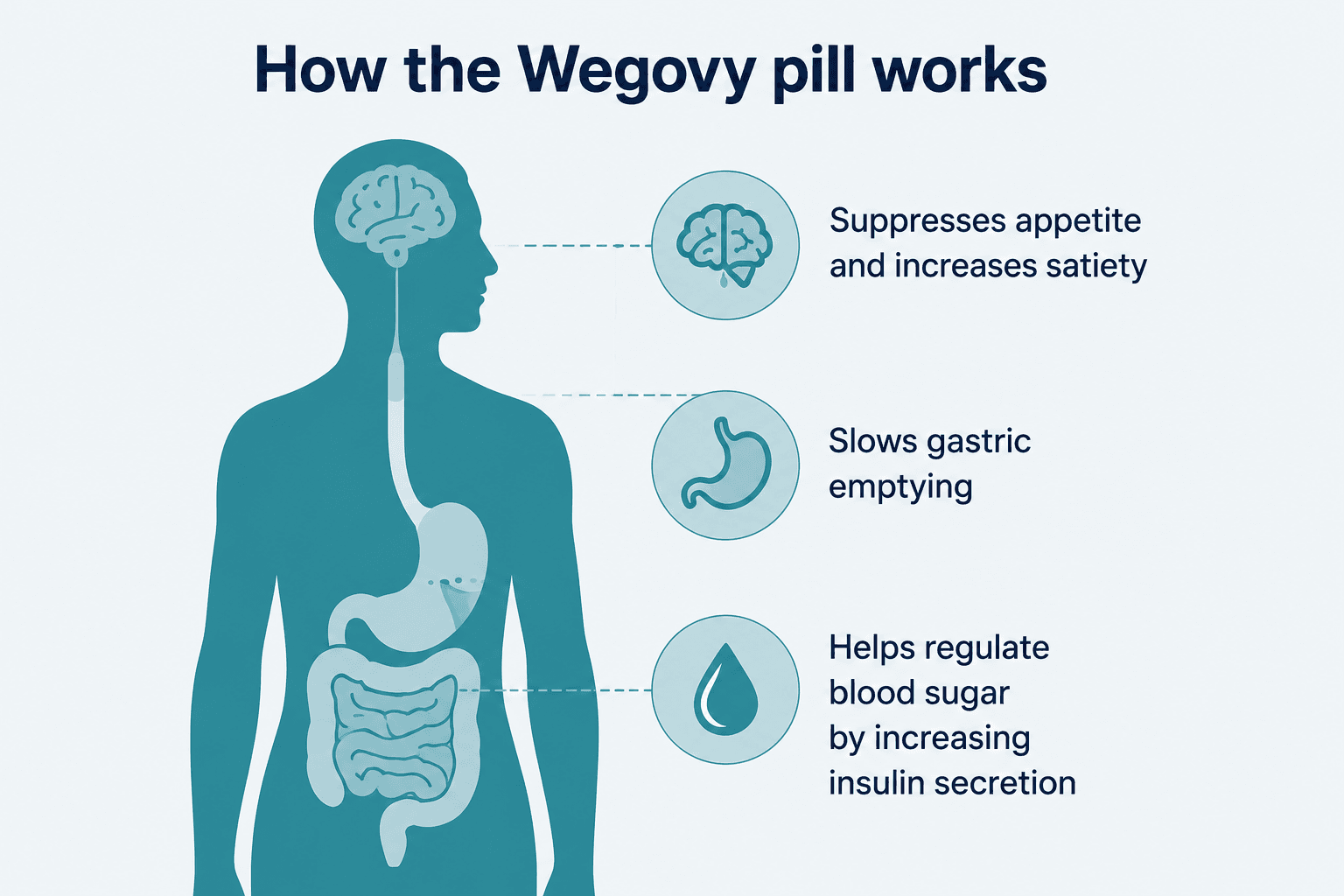 An infographic explaining how the wegovy pill works